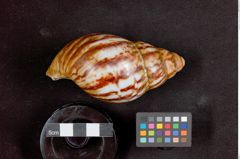 Foto (Seitenansicht) von Ausreckmesser (Streichmesser) (NHMW-ZOO-MO-0081100-ETH-135)